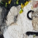 Mickey (60cmx60cm)